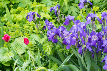 purple irises and red tulips