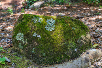 Moss covered stone