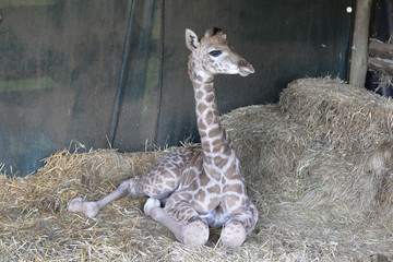 Obraz premium Giraffe baby. South Africa.