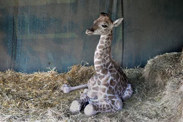 Photo sur Plexiglas Girafe Bébé girafe. Afrique du Sud.