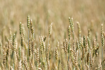 Wheat field