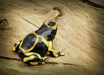 Yellow banded poison dart frog