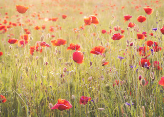 Obraz premium Sunset over poppy meadow 