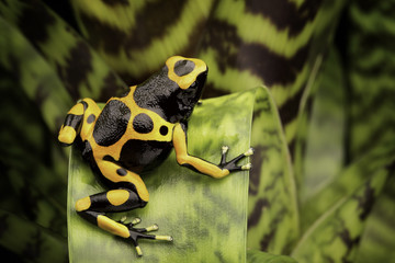 Obraz premium Yellow banded poison dart frog