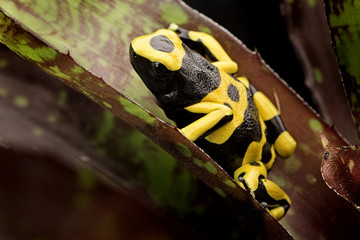 Yellow banded poison dart frog