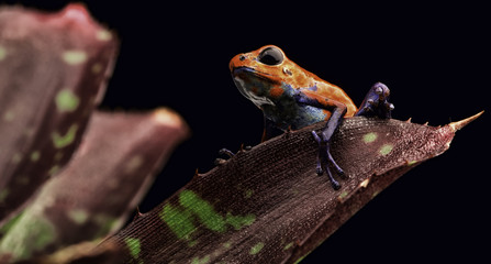 red strawberry poison dart frog Costa rica