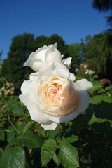 wei&szlig;er rosenstrauch