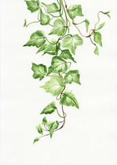 Ivy leaves - obrazy, fototapety, plakaty