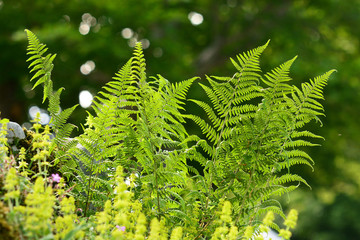 felce maschio (Dryopteris filix-mas)