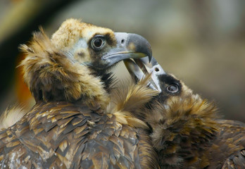 two lovers eagle