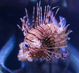 Red lionfish