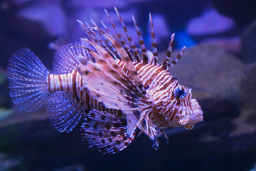 Red lionfish