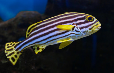 Plectorhynchus lineatus