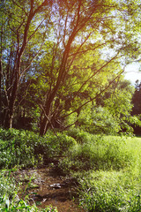 Glade with sunlight