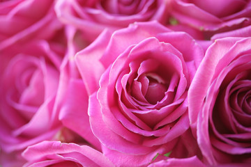 Букет розовых роз крупным планом