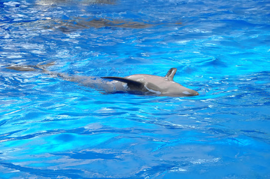 bottlenose dolphin in blue water