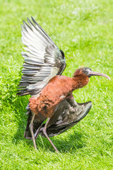 Glossy Ibis spreading its wings