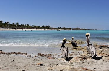 pelicans 