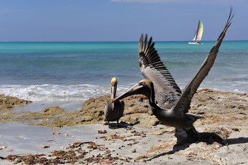 Fototapeta na wymiar pelicans 