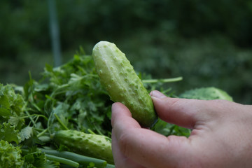 cucumbers from the garden