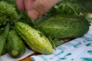 cucumbers from the garden