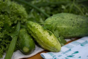 cucumbers from the garden