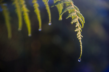 Fougère et goutte d'eau