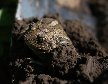 underground frog hanting