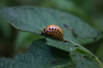 Colorado beetle