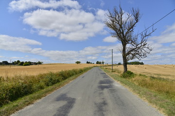 Fototapeta na wymiar L'arbre mort le long d'une route de campagne 