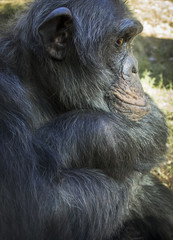 Portrait of a Chimpanzee 01