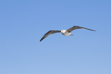Fototapeta na wymiar Seagull flying among blue sky