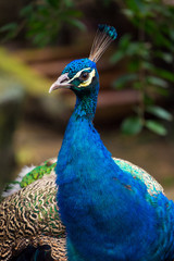 Obraz premium portrait of peacock in nature