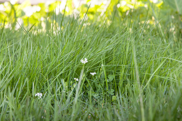Green Grass Close Up Details