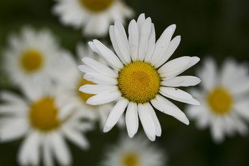 Obraz premium Chamomile flowers.