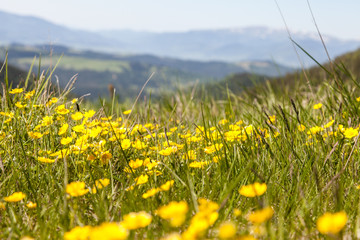 Field of yellow flowers on a meadow