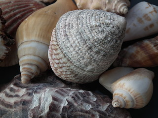 Muscheln am Strand
