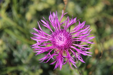 Centaurée des montagnes