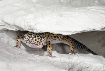 Leopardgecko sucht Nische (Terrarium)