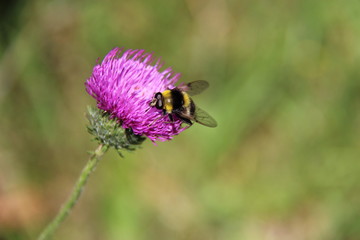 Jasione des montagnes et abeille