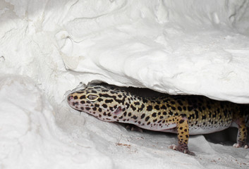 Leopardgecko ist müde (nachtaktiv...)