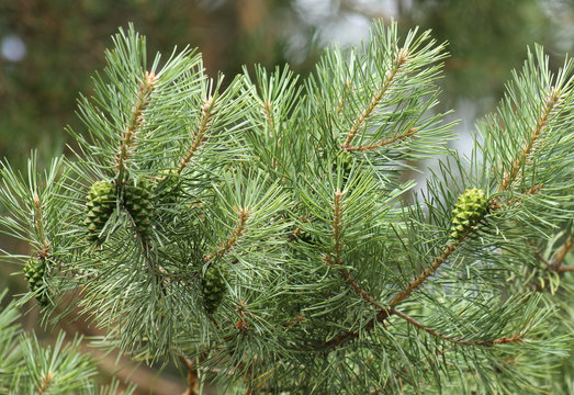 pinecone pine, green