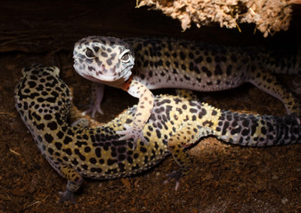 gesellige Leopardgeckos (Spotlight)