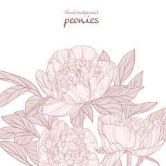 Beautiful peonies pink line art background