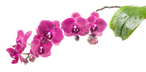 Orchid flowers isolated on white background