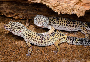 Leopardgeckos: Weibchen sind gesellig