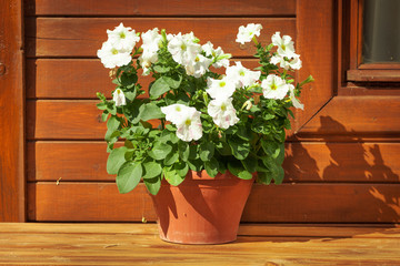 Flower pot on a background of wooden wall of a house