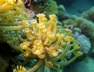 Naklejka na ściany i meble yellow pulsing polyp coral in tropical sea, underwater