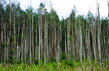 Birkenwald, Puhata Nationalpark / Estland