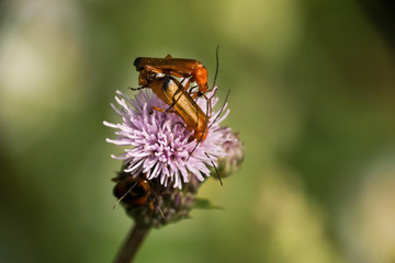 Soldatenkäfer auf einer Distelblüte bei der Paarung